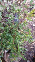 Weinmannia tomentosa