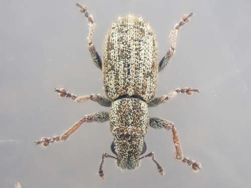 Alfalfa Curculio