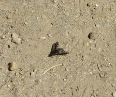 Conophorus fenestratus