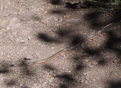 Diadophis punctatus vandenburgii