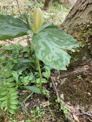Trillium luteum