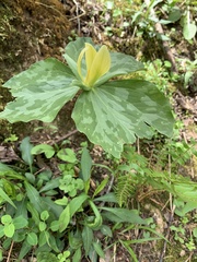 Trillium luteum
