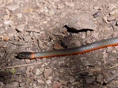 Diadophis punctatus vandenburgii