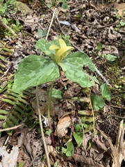 Trillium luteum