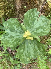 Trillium luteum