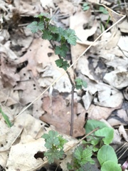 Geum vernum