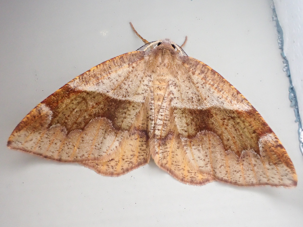 Barred Umber