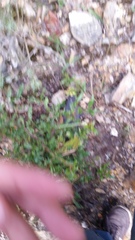 Weinmannia tomentosa