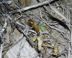 Camponotus festinatus