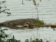 Crocodylus palustris