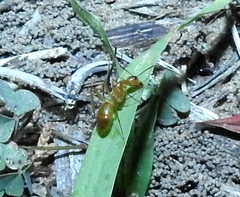 Camponotus festinatus