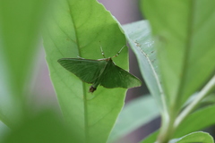 Parotis punctiferalis