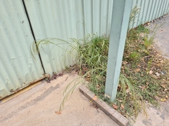 Panicum laevinode
