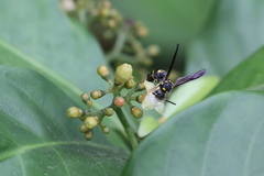 Apodynerus formosensis