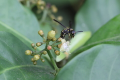 Apodynerus formosensis