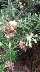 Linochilus rosmarinifolius