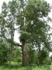 Boswellia serrata