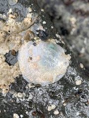 Pododesmus macrochisma