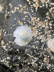 Pododesmus macrochisma