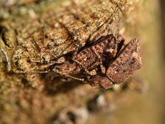 Syrphetodes marginatus