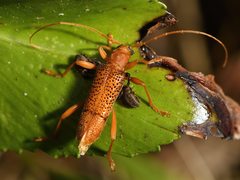 Xuthodes punctipennis
