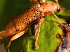 Xuthodes punctipennis