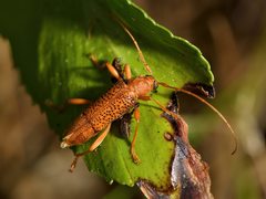 Xuthodes punctipennis