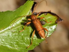 Xuthodes punctipennis