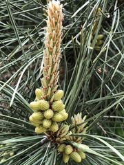 Pinus tabuliformis