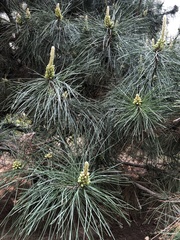 Pinus tabuliformis