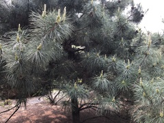 Pinus tabuliformis