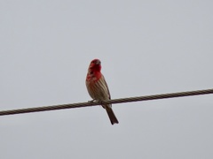 Haemorhous mexicanus