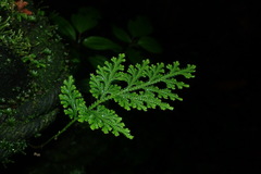 Selaginella involvens