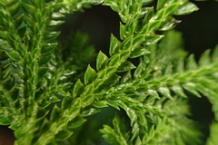 Selaginella involvens