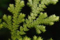 Selaginella involvens