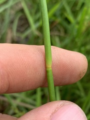 Juncus validus