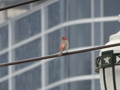 Haemorhous mexicanus