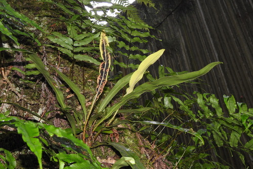 Elaphoglossum yoshinagae iNat (2)