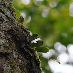 Bulbophyllum taiwanense