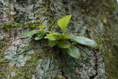 Bulbophyllum taiwanense