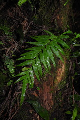 Polypodiastrum mengtzeense