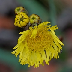 Podolepis hieracioides