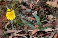 Podolepis hieracioides