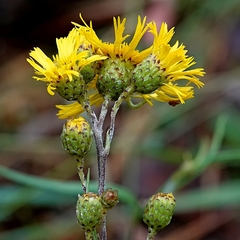 Podolepis hieracioides