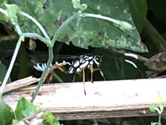 Agonocryptus discoidaloides