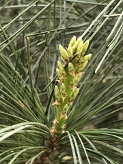 Pinus armandi
