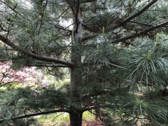 Pinus armandi