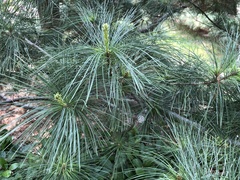 Pinus armandi