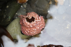 Acmaea