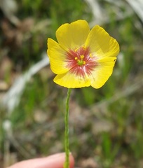 Linum hudsonioides